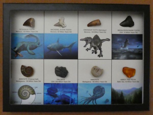 Fossil collections