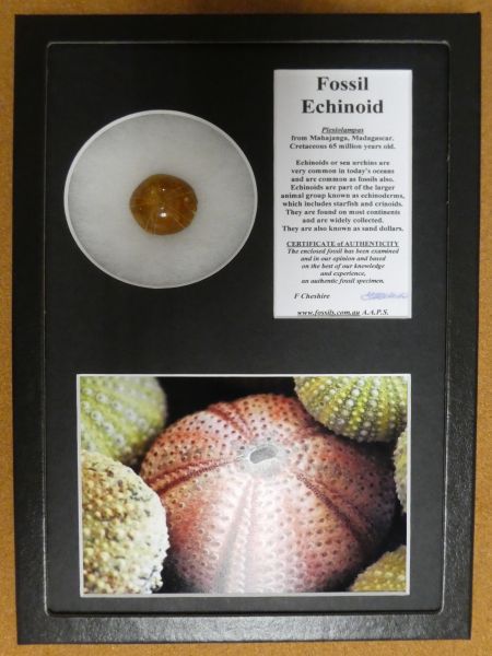 Boxed Echinoid