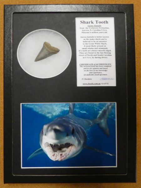 Boxed Mako Shark tooth.
