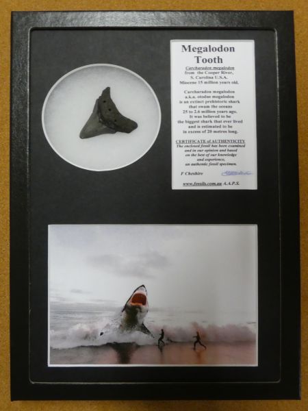 Boxed Carcharadon Megalodon tooth.