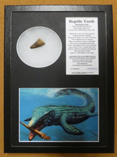 Boxed Mosasaur tooth.