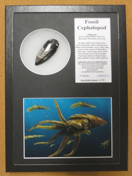 Boxed Orthoceras (Squid)