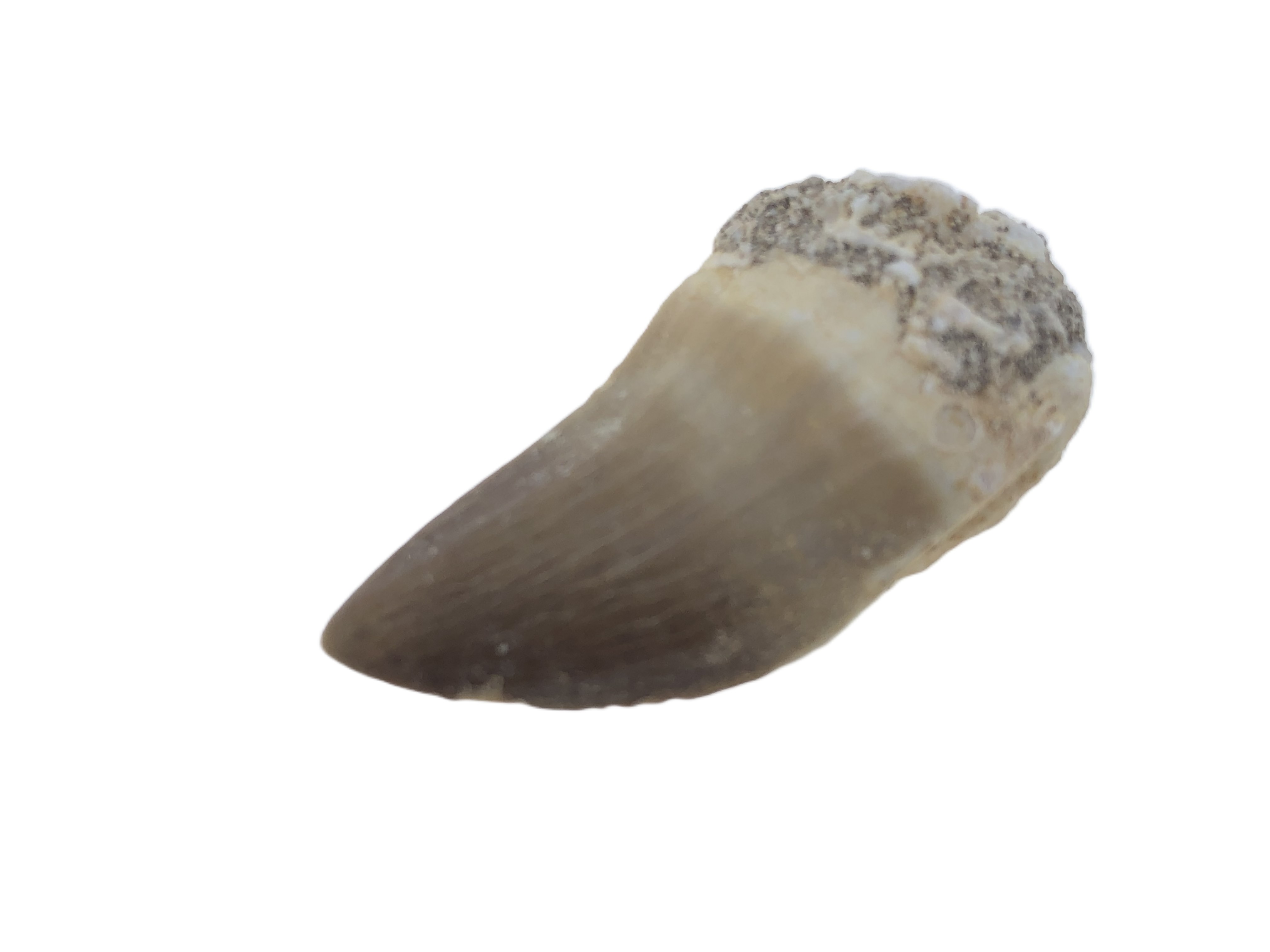 Mosasaurus Tooth.