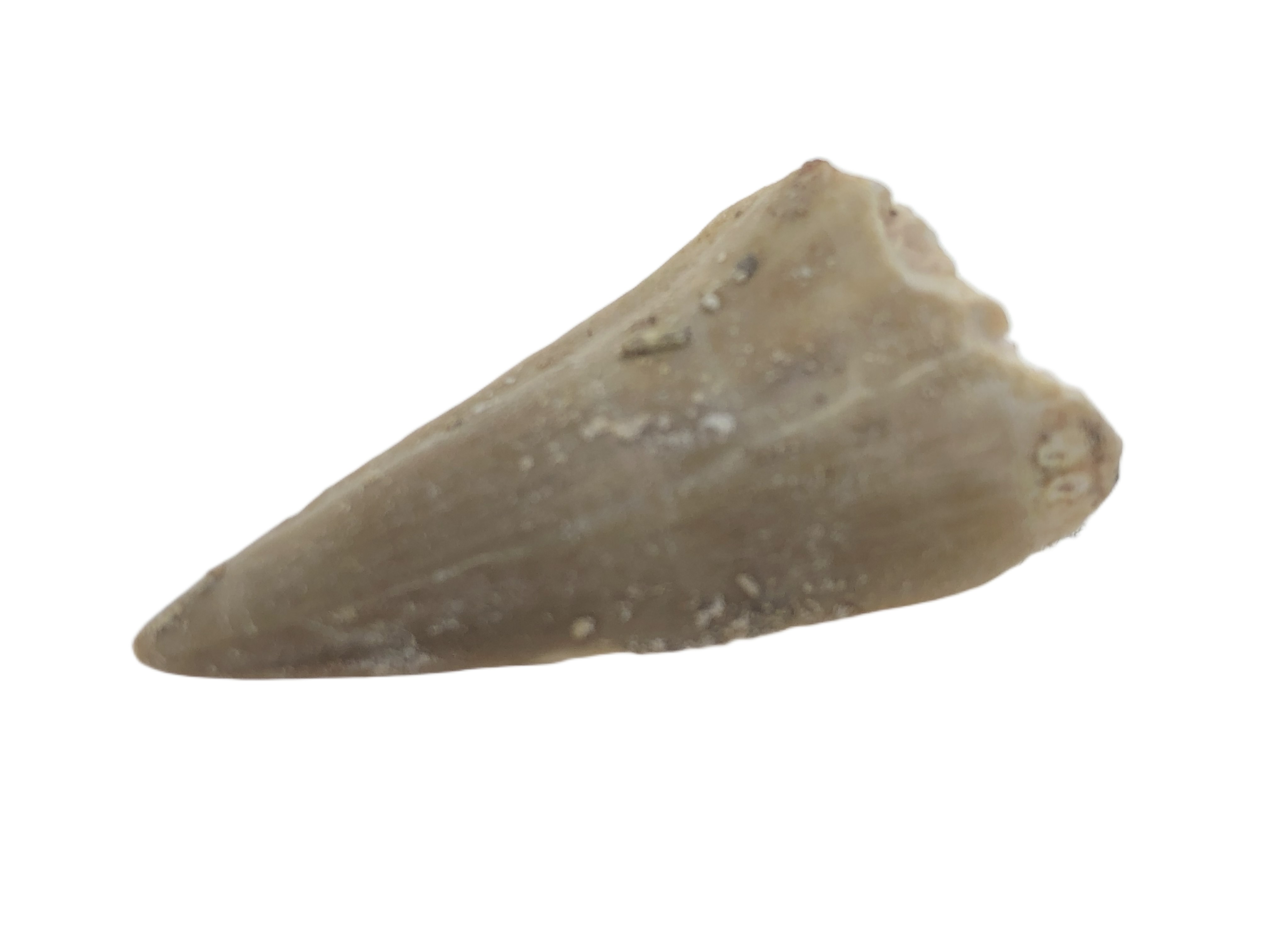 Mosasaurus Tooth.