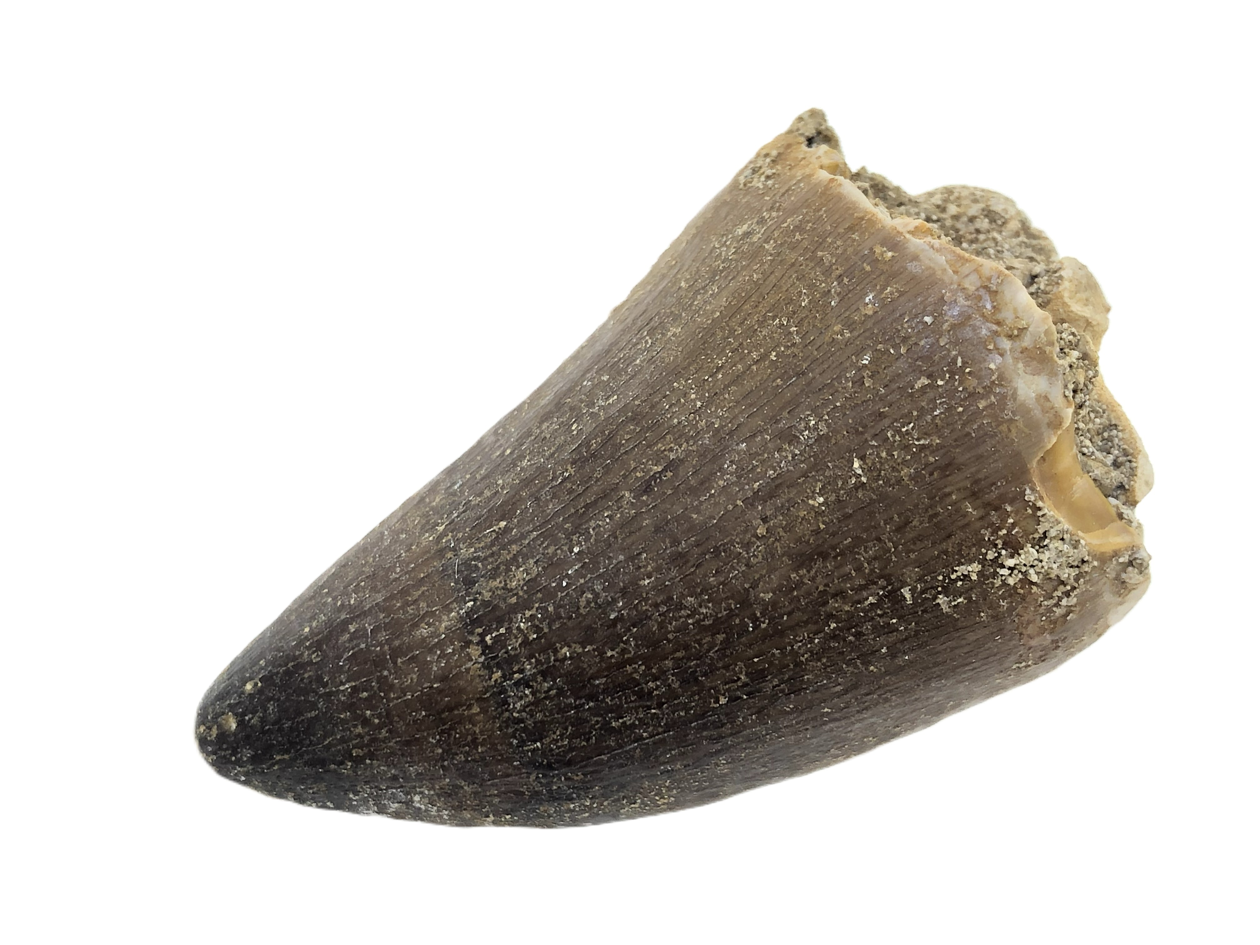 Mosasaurus Tooth.