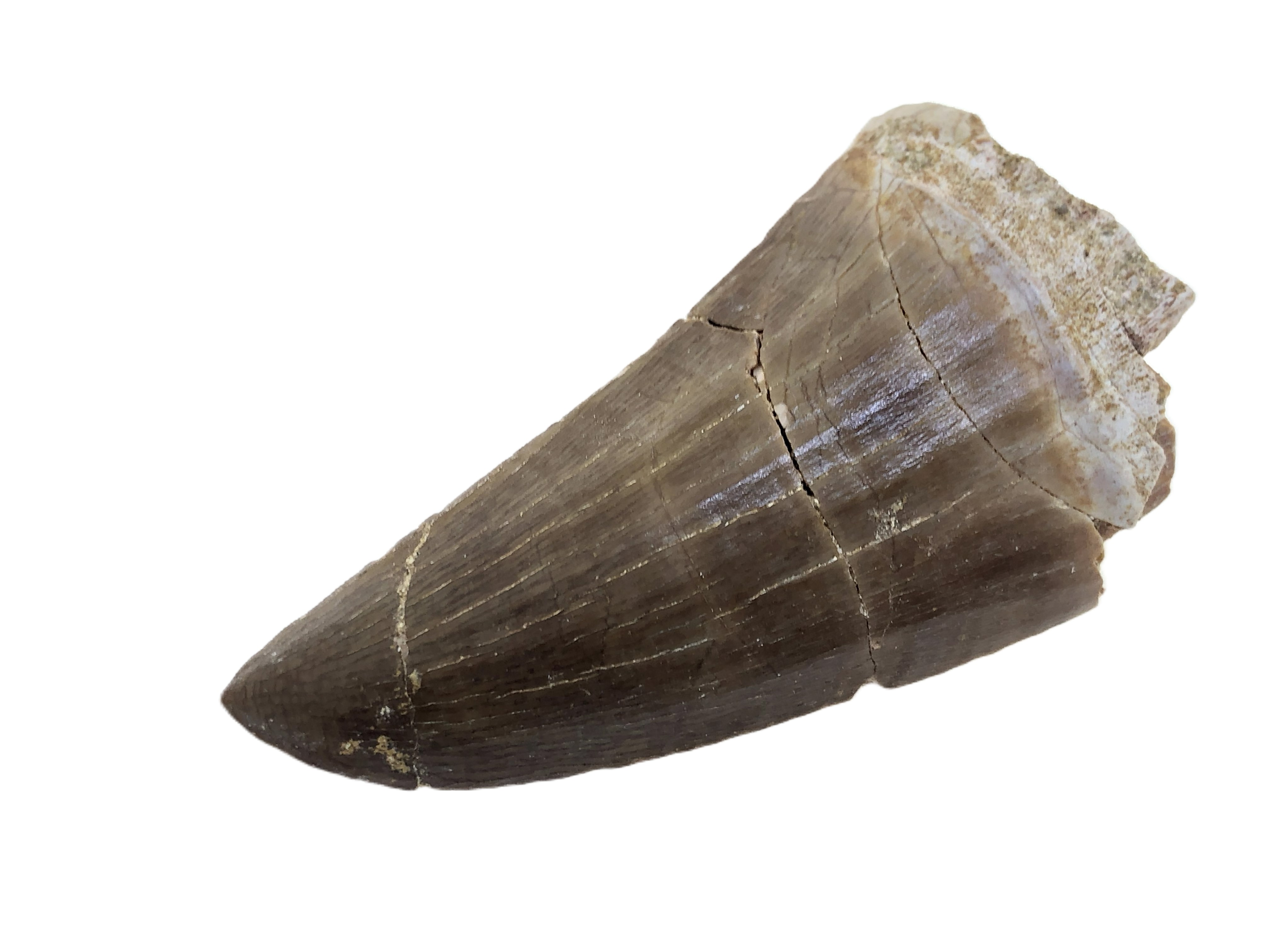 Mosasaurus Tooth.