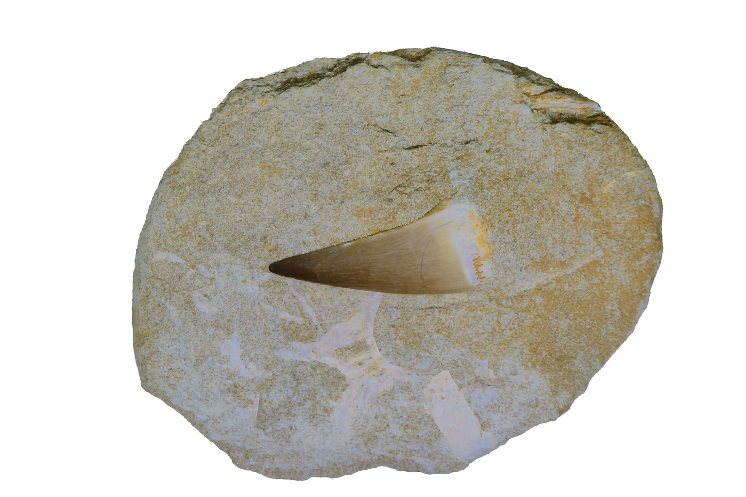 Mosasaur Teeth on matrix