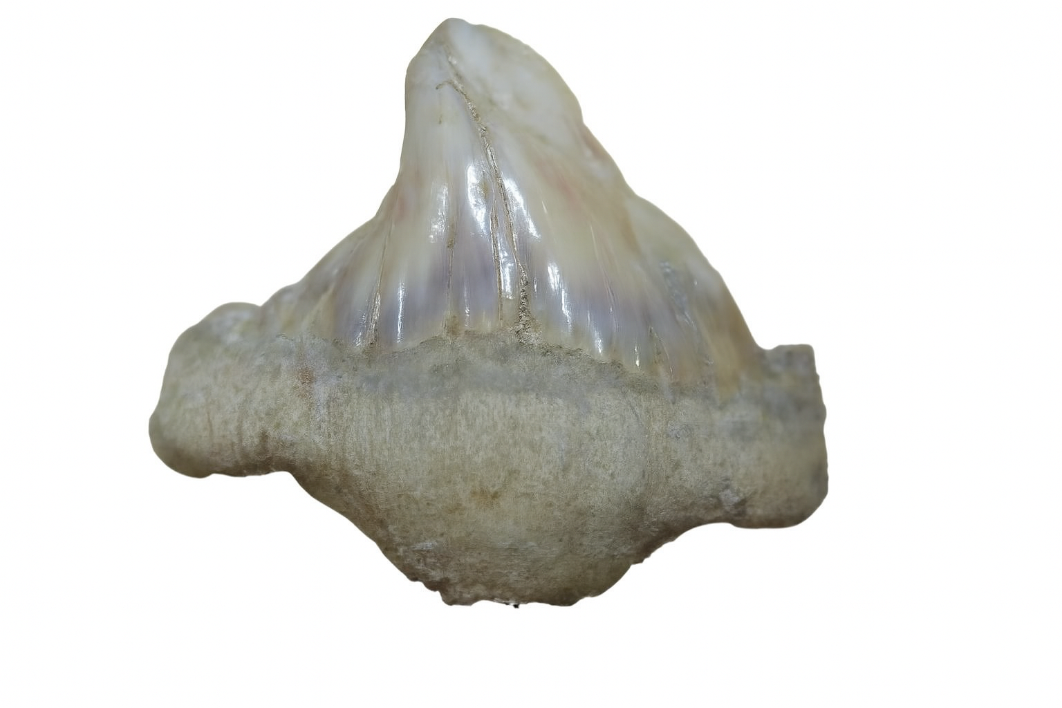 Deformed Otodus Obliquus