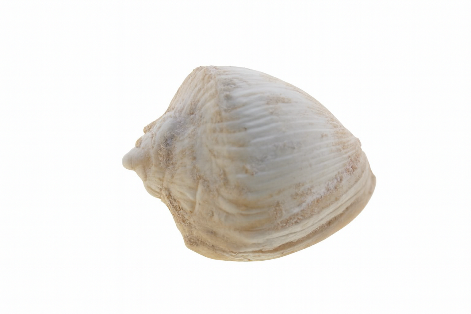 Cassis fimbriata