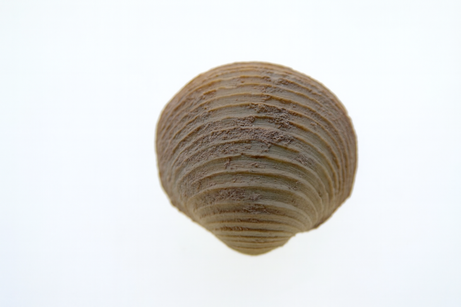 Callucina lacteola.