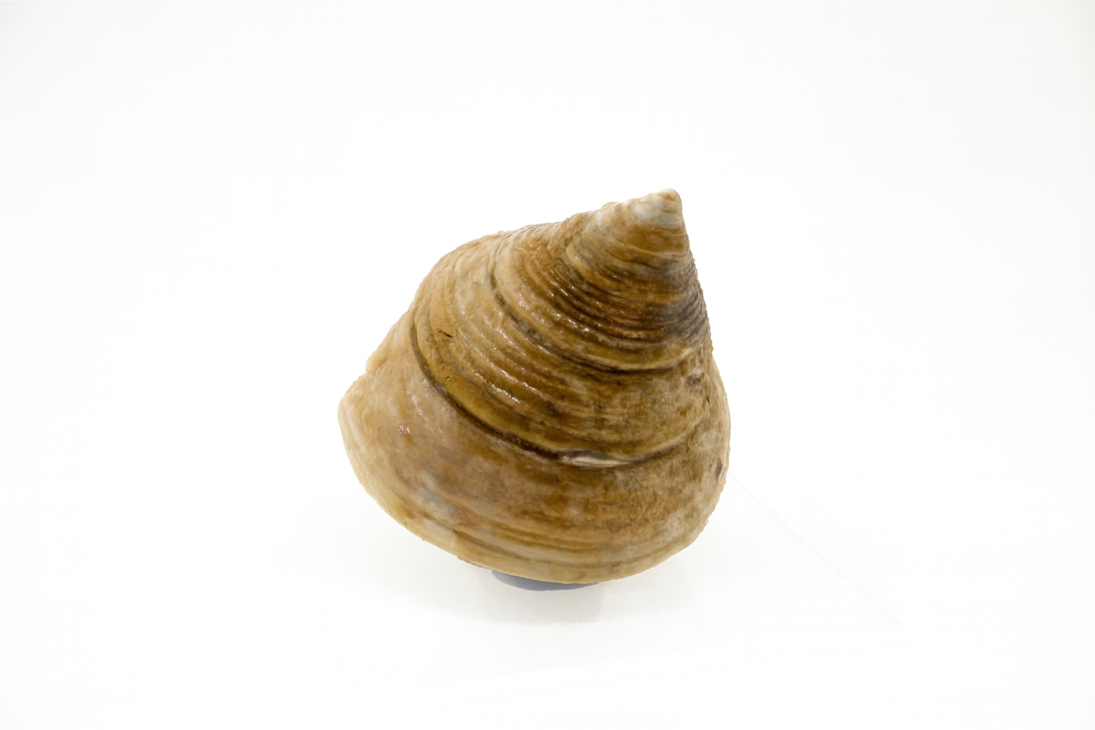 Calliostoma