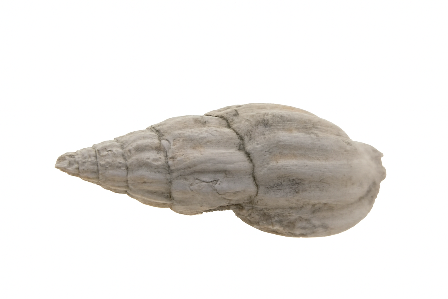 Lyria mitraeformis