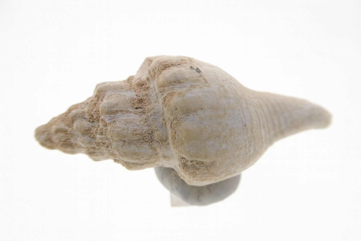 Brachiopod