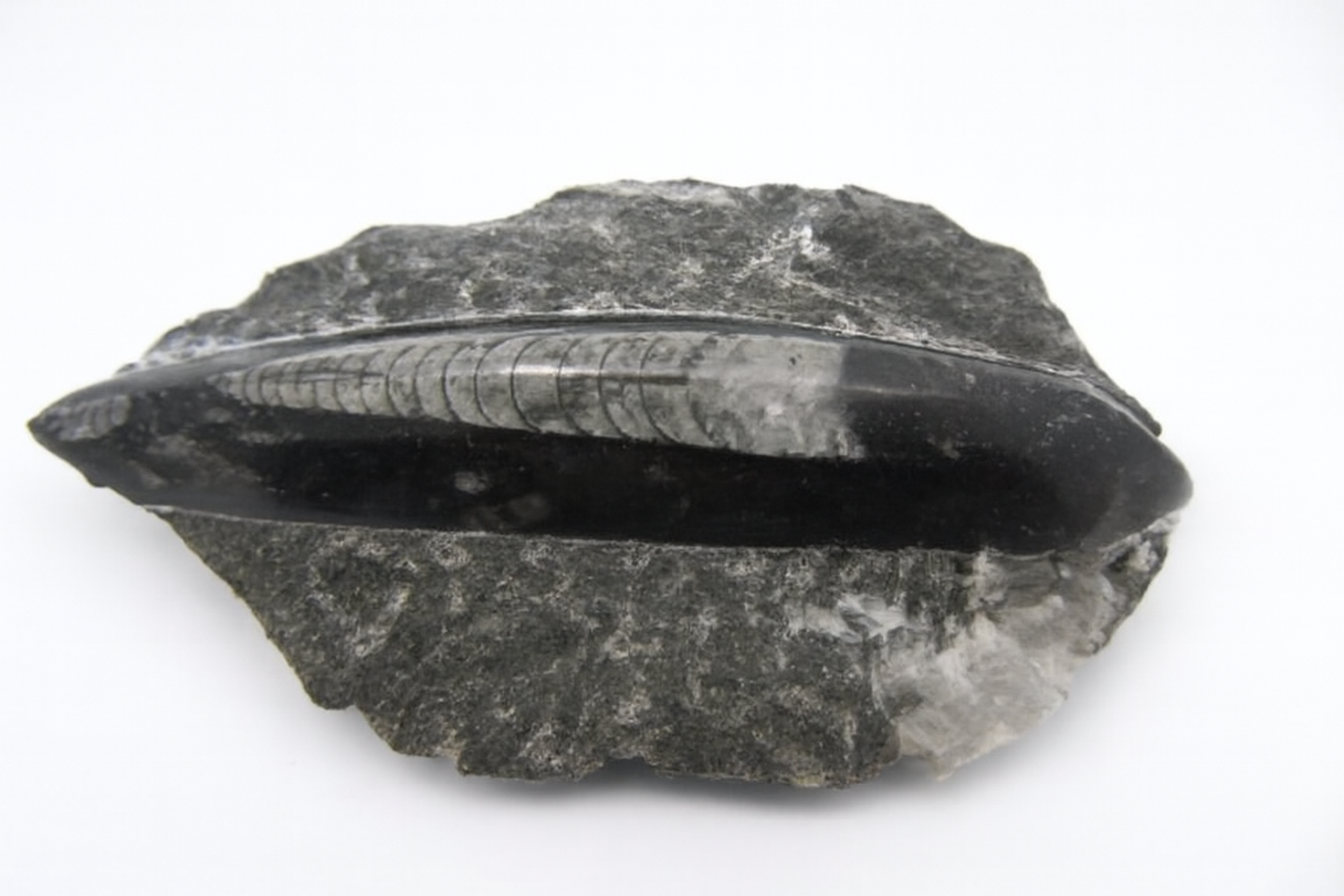 Crabs, Prawns and Lobsters.