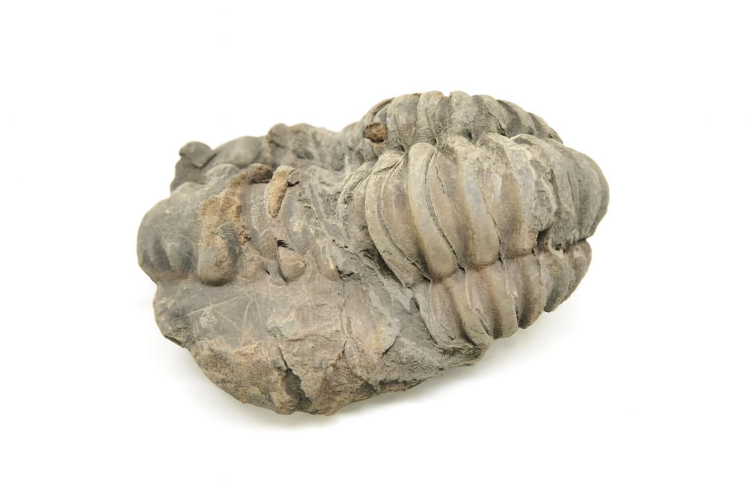 Diacalymene ouzregi.