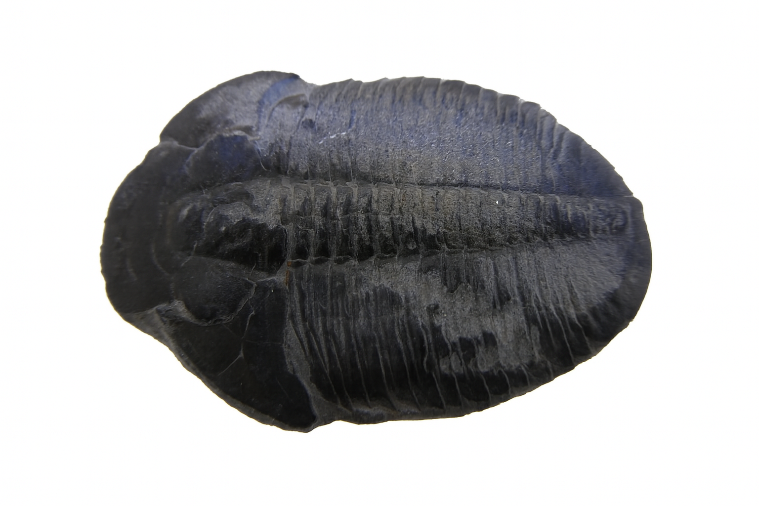 Elrathia kingii.