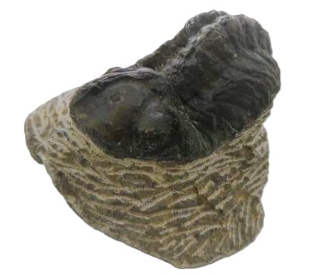 Phacops africanus.
