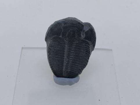 Elrathia kingii.